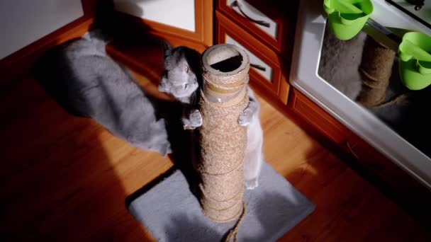 2匹の灰色のふわふわの猫が台所の床に引っかきポストで遊ぶ 遊び心のあるスコットランドの猫の抱擁 そして日差しの中で足 リック ラグを持つロープでポールを保持します 最上階だ ぼやけた背景 — ストック動画