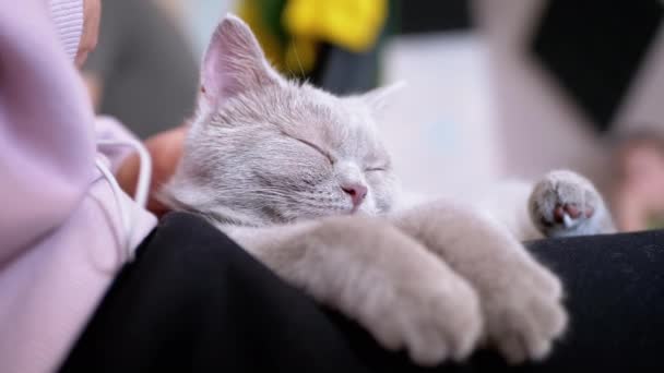 Manos Una Anciana Acariciando Gatito Gris Pequeño Acostado Sobre Las — Vídeos de Stock