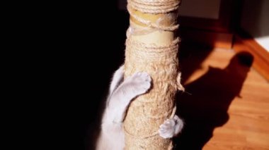 Gri Kabarık Kedi Güneş Işığındaki Tırmalama Noktasında Pençelerini Keskinleştiriyor. Oyuncu bir kedi, pençeleri, derisi, sürtünmesi ve güneş ışınları olan bir iple direği sıkıca tutar. Siyah arka plan. Evcil hayvanlar.