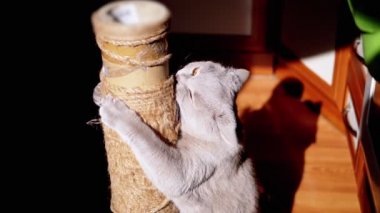 Gri Kabarık Kedi Güneş Işığındaki Tırmalama Noktasında Pençelerini Keskinleştiriyor. İngiliz kedisi pençeleriyle bir çubuk tutuyor, ısırıyor, ovuyor, güneş ışınlarında iple oynuyor. Siyah arka plan. Evcil hayvanlar.