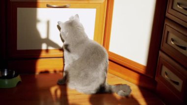 Gri İngiliz Yumuşak Kedi, Güneş Işığı Işığındaki Kadın Eli 'nin Gölgesi ile Oynuyor. Elin parmaklarının gölgesinin koyu bir silueti dokunur, güneşte kürkü okşar, mutfakta oturur..