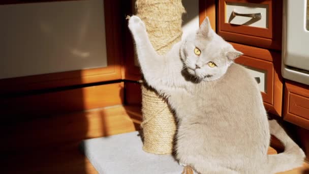 Gray Fluffy Cat Sharpens Cakar Pada Scratching Post Rays Sunlight — Stok Video