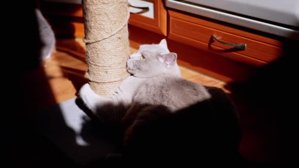 灰色のふわふわの猫が日光の光線で引っかき投稿に爪をシャープにします 遊び心のある猫はしっかりとつかみ 太陽の光の下で床に座って 足のついたロープでポールを保持します ペット遊び — ストック動画