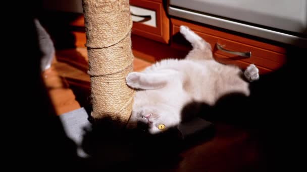 在阳光照射下 灰绒绒猫在刮胡哨的柱子上变尖了 疲惫的猫仰卧在地板上 用爪子抱着一个划伤的柱子 看着阳光下的相机 — 图库视频影像