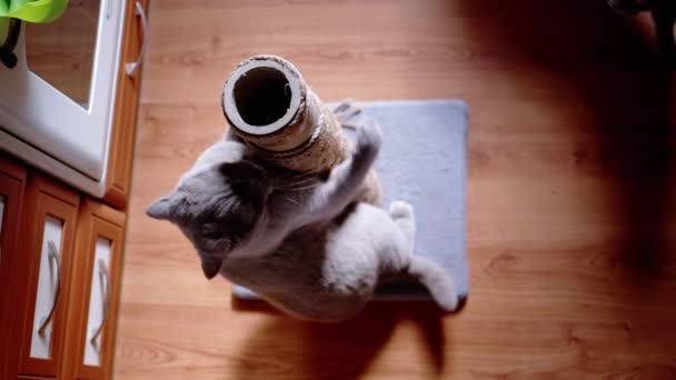 灰色のふわふわの猫が日光の光線で引っかき投稿に爪をシャープにします スコットランドの猫のジャンプは ゴムでロープでポールを抱擁 二匹目の猫を通り過ぎる 台所で遊ぶ遊び心 — ストック動画
