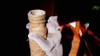 Gri Kabarık Kedi Güneş Işığındaki Tırmalama Noktasında Pençelerini Keskinleştiriyor. İngiliz kedisi bir direğe pençeli bir iple sarılır, ısırır, ovar, koklar, güneş ışınlarında iple oynar. Siyah arkaplan.