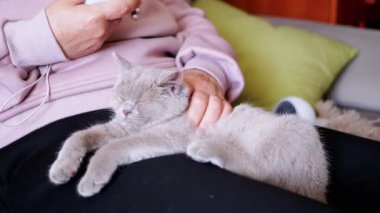 Diz çökmüş küçük gri bir kediyi okşayan yaşlı bir kadının elleri. Büyüleyici tüylü İngiliz kedi yavrusu, oda sahibinin kollarında uyuyakalıyor. Evcil hayvanlara ilgi, sevgi, şefkat.