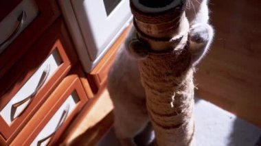 Gri Kabarık Kedi Güneş Işığındaki Tırmalama Noktasında Pençelerini Keskinleştiriyor. Üst Manzara. Oyuncu bir kedi pençeleriyle bir oltayı sıkıca tutar ve güneş ışınlarında pençelerini kaşır. Mutfak..