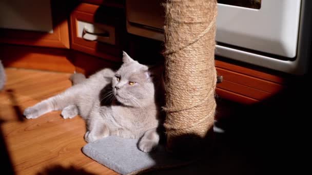 Κουρασμένη Νυσταγμένη Γάτα Ξεκουράζεται Στο Scratching Post Στις Ακτίνες Του — Αρχείο Βίντεο