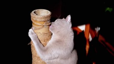 Gri Kabarık Kedi Güneş Işığındaki Tırmalama Noktasında Pençelerini Keskinleştiriyor. İskoç kedisi bir direğe pençeli bir iple sarılıyor, ısırıyor, diliyle sicimi yalıyor, ovuyor, kokluyor, ip çalıyor..