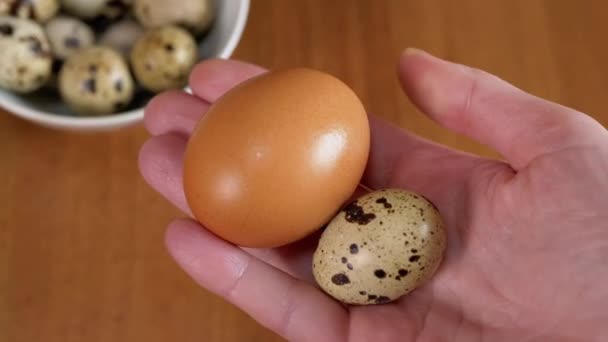Ellerinde Büyük Tavuk Yumurtası Küçük Bıldırcın Yumurtası Tutan Kadın Karşılaştırıldığında — Stok video