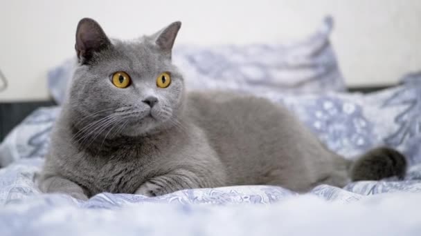 Gray Fluffy British Cat Βρίσκεται Στο Δωμάτιο Στο Κρεβάτι Κοιτάζοντας — Αρχείο Βίντεο