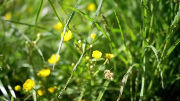 Mano Femminile Tocca Erba Verde Succosa Fiori Sulla Natura Nei — Video Stock