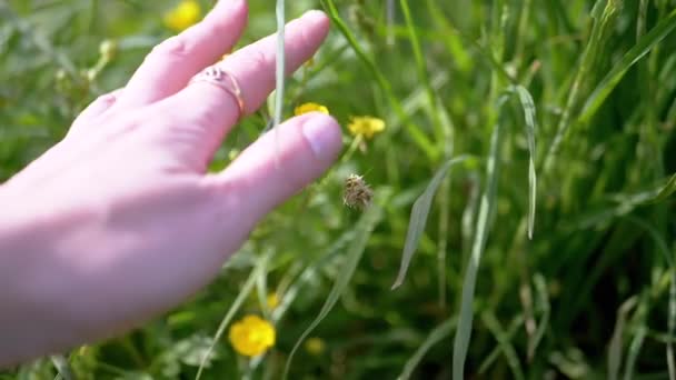 Weibliche Hand Berührt Saftig Grünes Gras Und Blumen Auf Der — Stockvideo