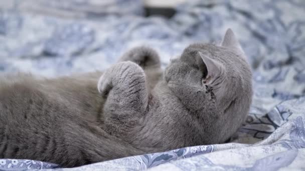 Cansado Gris British Fluffy Cat Acuesta Espalda Descansando Sobre Una — Vídeos de Stock