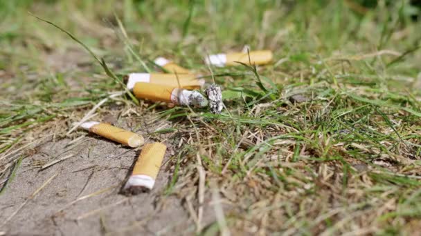 Lot Smoldering Cigarette Butts Lie Sand Green Grass Nature Burning — Stock Video