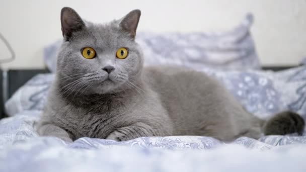 Gray Fluffy British Cat Encuentra Habitación Cama Mirando Cámara Descansando — Vídeo de stock