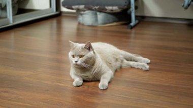 Sıkıcı Gri Kedi Yatıyor, Ahşap bir zeminde dinleniyor, Geniş bir odada bir Laminate. Meraklı gri tüylü İngiliz kedisi nesnenin hareketini izliyor. Yeşil gözleri olan komik, güzel bir kürk hayvanı..