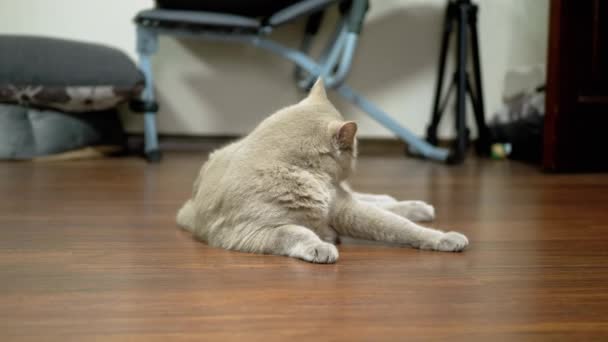 Gray Domestic Cat Licks Cleans Washes Wool Tongue Lying Floor — Stock Video