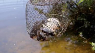 Balıkçılar Gün Batımında Güneş Işığında Ağ Balığı Yakaladılar. Canlı bir sazanın pulları, bir nehir manzarasının arka planında güneşte parlıyor. Düşen su damlaları. Balık tutmaya. Başarı, av.