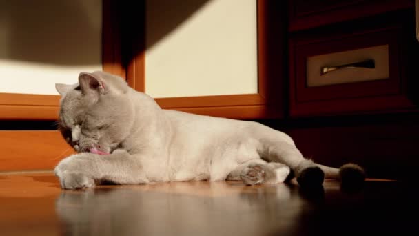 Gray British Fluffy Cat Licking Washing Fur Rays Sunlight Floor — стокове відео