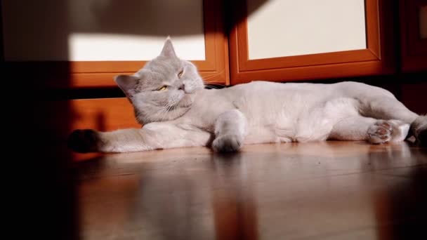 Gray British Fluffy Cat Licking Washing Fur Rays Sunlight Floor — Video Stock