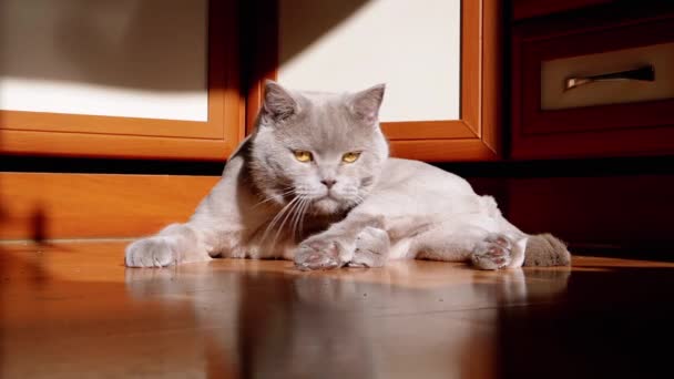 Gray Scottish Cat Resting Rays Sunlight Floor Morning Dawn British — Video Stock