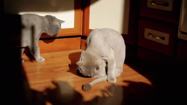 Dvě Šedé Britské Nadýchané Kočky Olizující Kožich Paprscích Slunečního Světla — Stock video