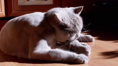 Gri İngiliz Tüylü Kedi Yalama, Yerdeki Güneş Işığında Yıkanan Kürk. Yeşil gözlü bir İskoç evcil hayvanı şafak vakti, güneş ışığı ve siyah bir gölgeyle kürkü dille temizler. Tımarlama.