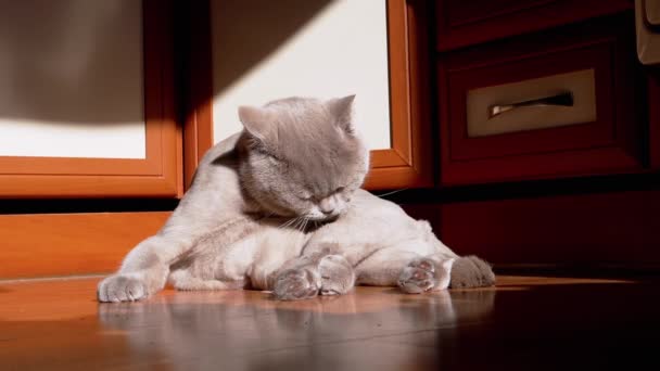 Gray British Fluffy Cat Licking Washing Fur Rays Sunlight Floor — Stock video