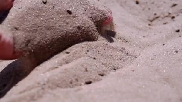 Female Hand Pours Sand Fingers Beach Rays Sunlight Fine Grains — Vídeo de Stock