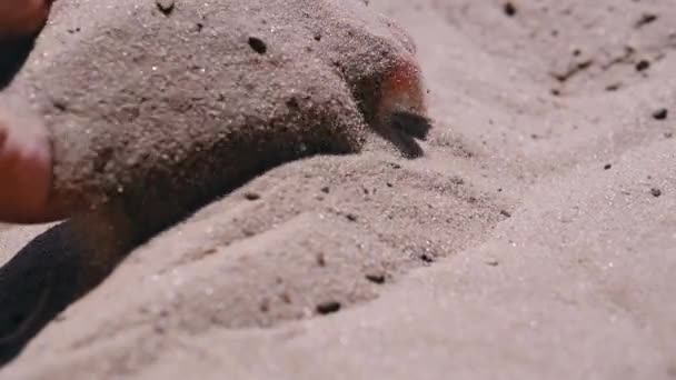 Weibliche Hand Schüttet Sand Durch Die Finger Strand Sonnenlicht Feine — Stockvideo