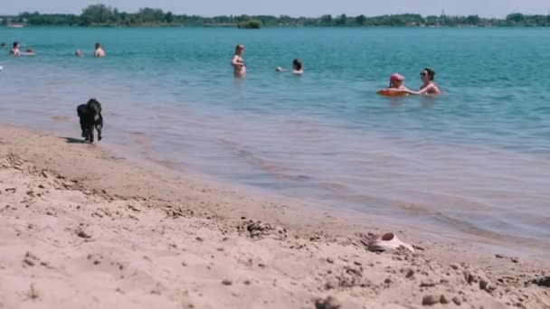 Ukraine Kamenskoe 2022 Homeless Dog Running Sand Beach Background People — Vídeos de Stock