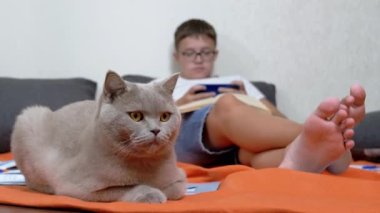 Fluffy Cat is Resting on Rug near Bare Outstretched Feet of a Reading Child. Blurred background of a schoolboy lying on the floor with a smartphone in his hands and an open book. Training with pets.