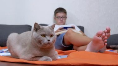 Fluffy Cat is Resting on Rug near Bare Outstretched Feet of a Reading Child. Blurred background of a schoolboy lying on the floor with a smartphone in his hands and an open book. Training with pets.