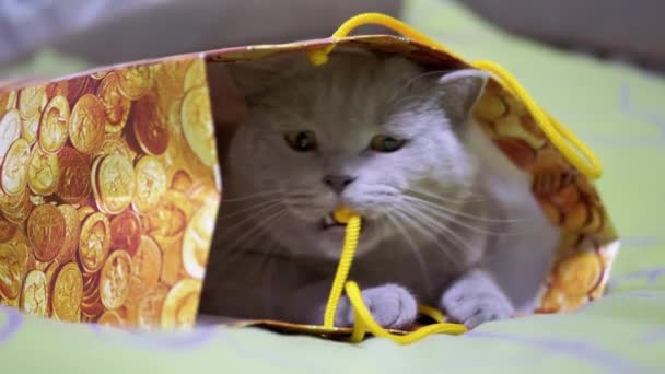 Gray British Cat Hiding Cardboard Box Playing String Bed Playful — Stock videók