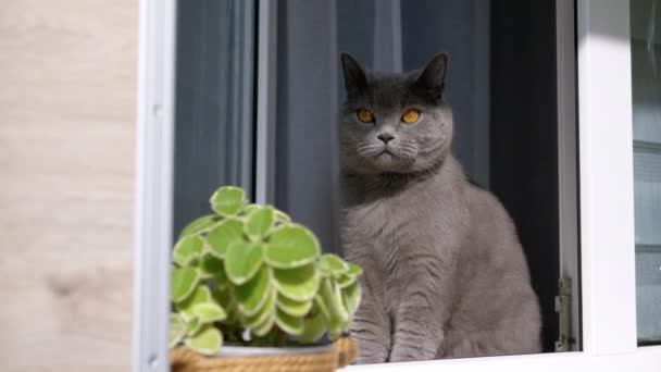 Gray British Cat Sitting Open Window Looking Distance Street Curious — Wideo stockowe