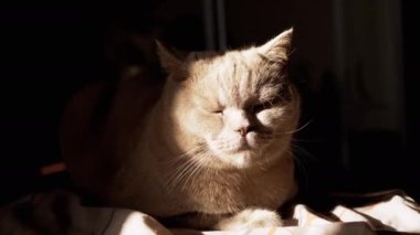 Sleepy Look of a Gray Fluffy British Cat Sitting on a Bed in Rays of Sunlight. Resting purebred pet slowly opens and closes its eyes, looks at the rising sun in the morning at dawn. Room. Close-up.