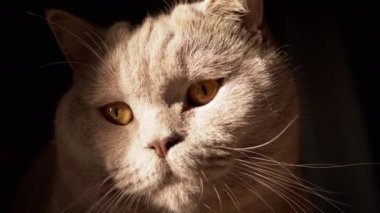 Close-up Portrait of a Gray Fluffy British Cat Looking Up in the Sunlight. Pet gaze. A curious face purebred cat with open green eyes is watching the movement in the rays of the sun at dawn, morning.