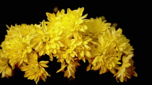 Ramillete Crisantemos Exuberantes Color Amarillo Brillante Aislado Sobre Fondo Negro — Vídeos de Stock