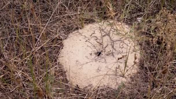 Пустой Анфилл Песка Зеленой Сухой Траве Лесу Лучах Солнечного Света — стоковое видео