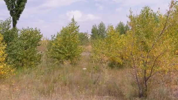 Vista Panorámica Los Árboles Jóvenes Álamo Con Hojas Amarillas Creciendo — Vídeos de Stock