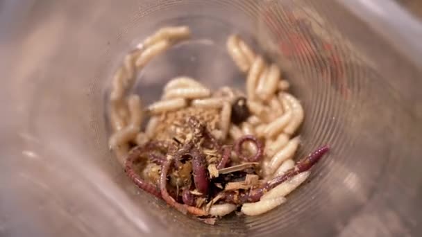 Група Larvae White Worms Crawls Plastic Cup Rays Sunlight Дні — стокове відео