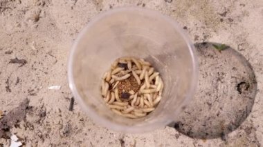 Group of Larvae of White Worms Crawls in a Plastic Cup in the Rays of Sunlight. Army of larvae white maggots and worms move in the bottom of the trap, shimmering in the sun. Bait. Fishing. Nature.
