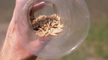 Hand Holding a Transparent Plastic Cup with Maggots on a Background of Nature. Group of larvae fly white worms move, crawl in bottom of trap, shimmering in rays of sunlight. Bait. Fishing.
