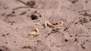 Group of Larvae of White Worms Crawls in Wet Dirty Sand in the Rays of Sunlight. Army of larvae white maggots and worms dynamic move on the ground, shimmering in the sun. Bait. Fishing. Nature. Woods.