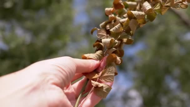 Weibliche Hände Berühren Einen Zweig Mit Welken Trockenen Blättern Sonnenstrahlen — Stockvideo
