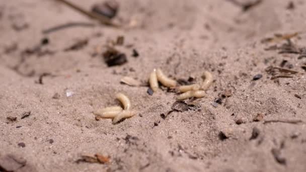 Group Larvae White Worms Crawls Wet Dirty Sand Rays Sunlight — Stock video