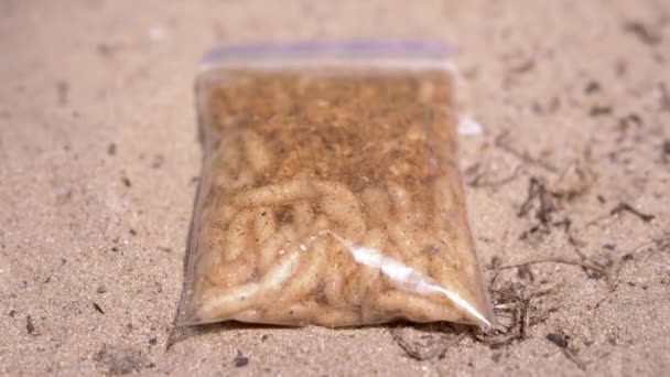 Closed Transparent Pack Caught Larvae White Maggot Flies Lies Sand — Videoclip de stoc