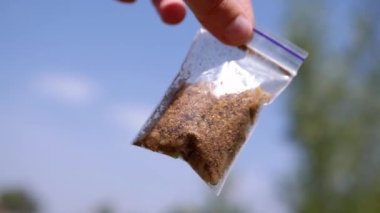 Hand Holding a Transparent Package with Live Maggots on a Background of Blue Sky. Group of larvae fly of white worms move, crawl in a package, shimmering in rays of sunlight. Bait for fish. Fishing.